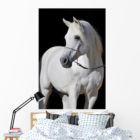 White Arabian Horse Stallion Wall Decal