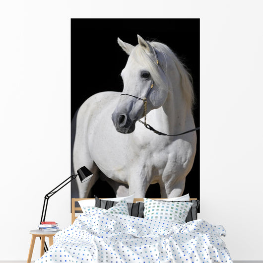 White Arabian Horse Stallion Wall Decal