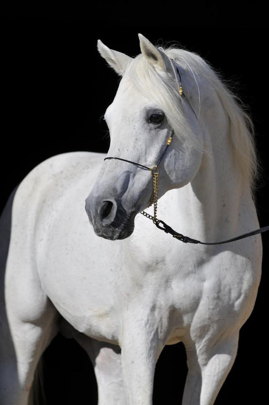 White Arabian Horse Stallion Wall Decal