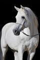 White Arabian Horse Stallion Wall Decal
