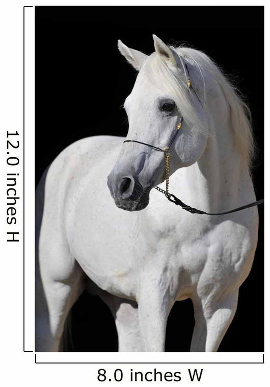 White Arabian Horse Stallion Wall Decal