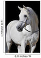 White Arabian Horse Stallion Wall Decal