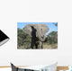 Elephant Wall Mural