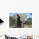 Elephant Wall Mural