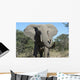 Elephant Wall Mural