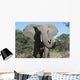 Elephant Wall Mural
