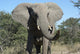 Elephant Wall Mural