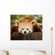 A Small Panda Firefox in Bronx Zoo Wall Mural