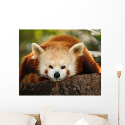Small Panda Firefox Bronx Wall Mural shown on a wall