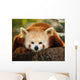 A Small Panda Firefox in Bronx Zoo Wall Mural
