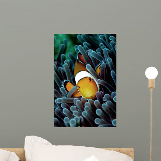 Clown Fish Wall Mural