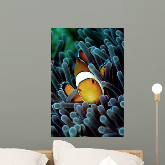 Clown Fish Wall Mural
