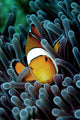 Clown Fish Wall Decal