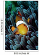 Clown Fish Wall Mural