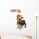 Training Wall Decal
