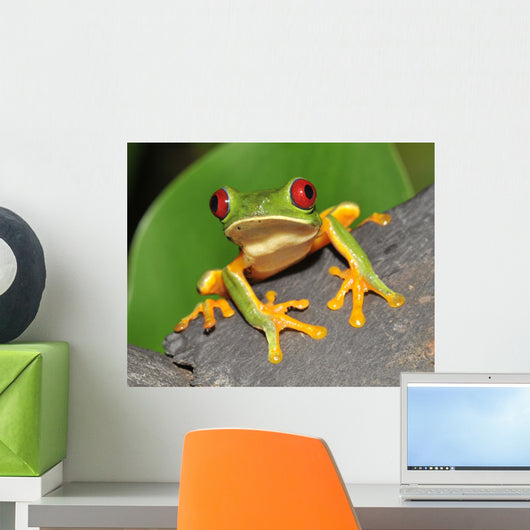 Red Eyed Green Tree Frog Wall Mural