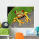 Red Eyed Green Tree Frog Wall Mural