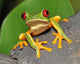 Red Eyed Green Tree Frog Wall Mural
