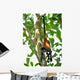 young male spider monkey hanging from tail Wall Mural