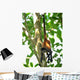 young male spider monkey hanging from tail Wall Mural