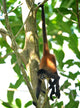 young male spider monkey hanging from tail Wall Mural