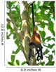 young male spider monkey hanging from tail Wall Mural