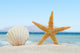 Sea shell and starfish on the beach Wall Mural