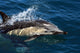 Common Dolphin Jumping Wall Mural