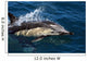 Common Dolphin Jumping Wall Mural