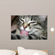 Cat Lick Wall Mural
