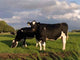 Dutch Cows Wall Decal