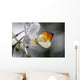 Anthocharis Cardamin Orange Tip Wall Mural