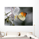Anthocharis Cardamin Orange Tip Wall Mural