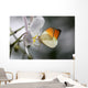 Anthocharis Cardamin Orange Tip Wall Mural