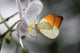 Anthocharis Cardamin Orange Tip Wall Mural