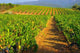 Landscape Vines Provence Wall Decal
