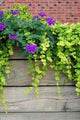 Flower Wall Decal Design 1