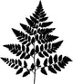 Fern Leaf Plant Life Wall Decal