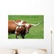 A longhorn bull Wall Mural
