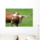 A longhorn bull Wall Mural
