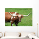 A longhorn bull Wall Mural