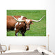 A longhorn bull Wall Mural