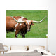 A longhorn bull Wall Mural