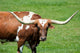 A longhorn bull Wall Mural