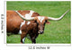 A longhorn bull Wall Mural