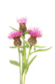 Thistle flowers Wall Decal