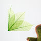 Ribbed green leaves Wall Decal
