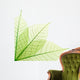 Ribbed green leaves Wall Decal