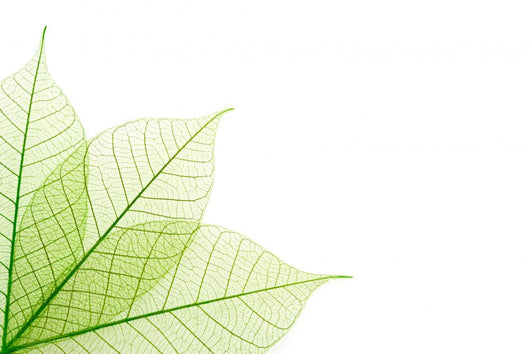 Ribbed green leaves Wall Decal