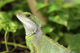 Reptile Wall Mural